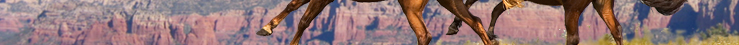 horse property in Northern Arizona real estate