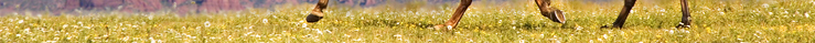 Northern Arizona real estate horse property