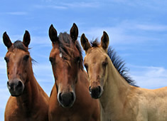 Horse Properties in Northern Arizona For Sale