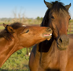 Sedona Arizona Real Estate - Horse Property in Northern Arizona for Sale
