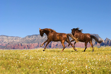 If you are interested in Arizona horse properties throughout some of the most spectacular scenery in America, call Sedona Realtor Lee Congdon at 928-525-4720.