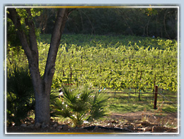 Arizona Wineries for sale